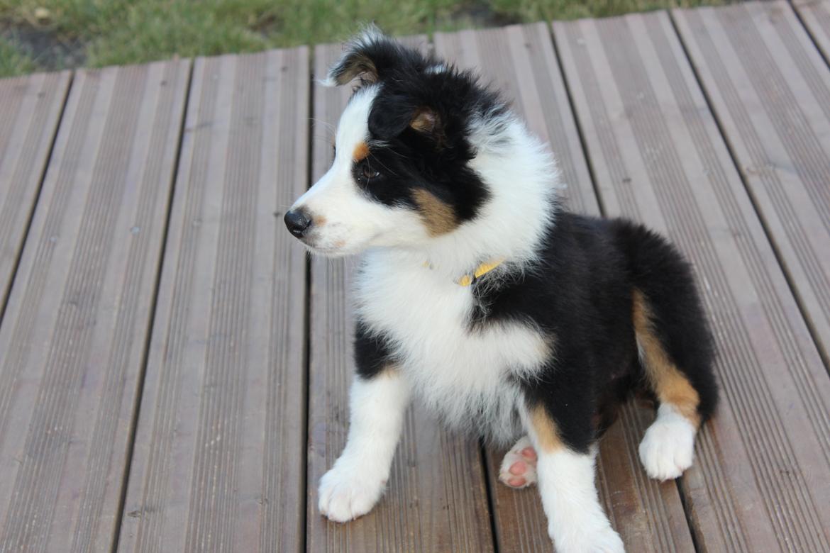 Australian shepherd Rosenlysts Black Velvet billede 10