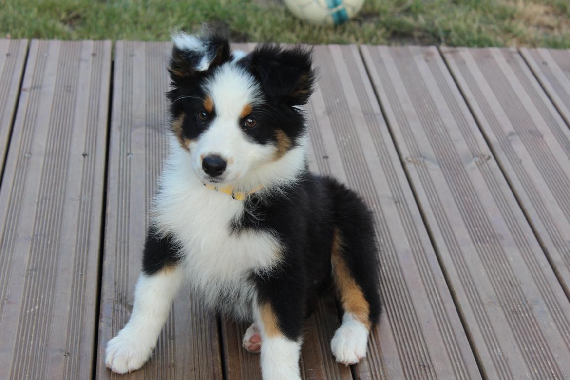 Australian shepherd Rosenlysts Black Velvet billede 11