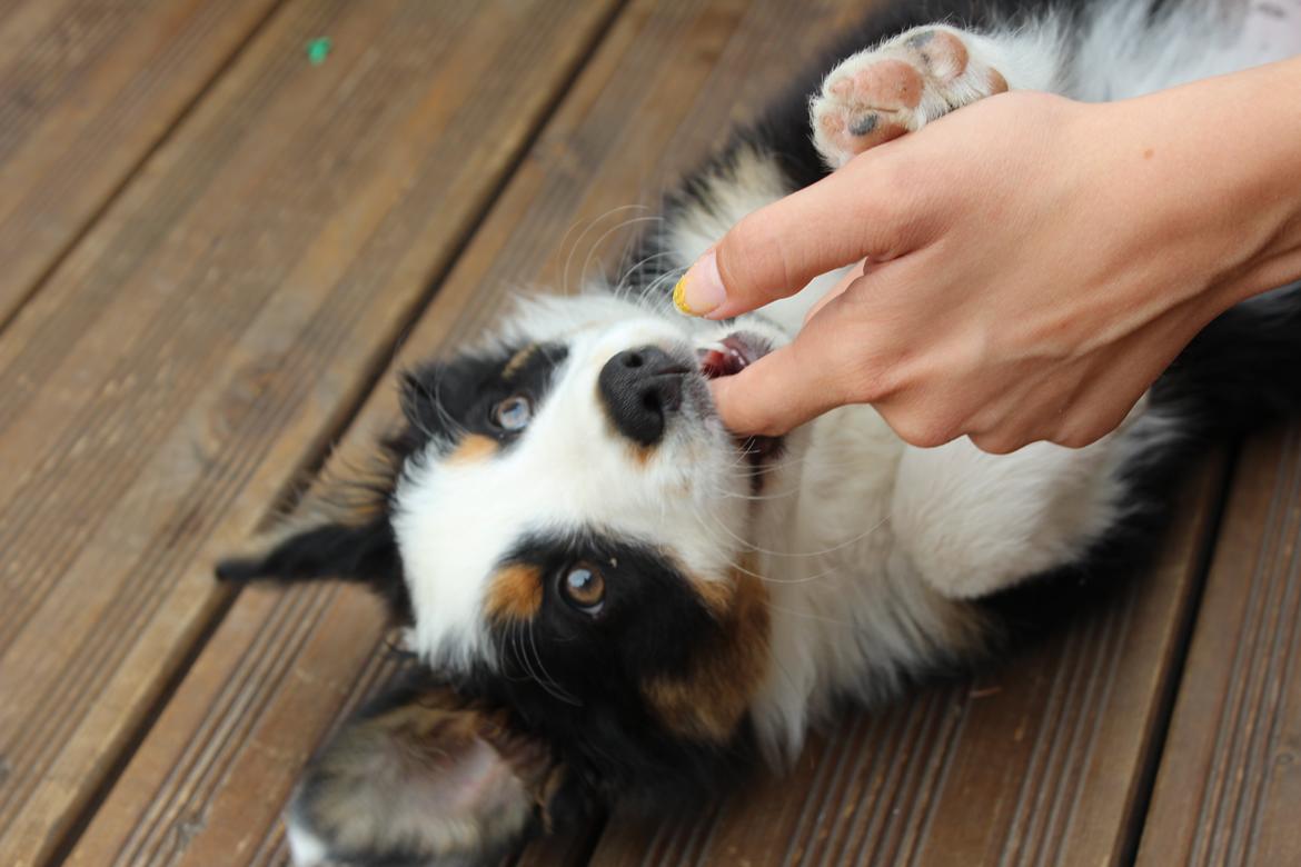 Australian shepherd Rosenlysts Black Velvet billede 12