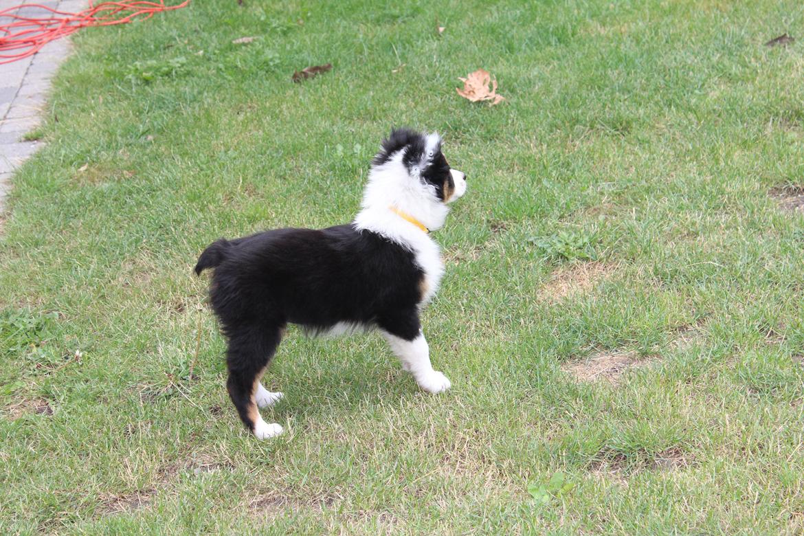 Australian shepherd Rosenlysts Black Velvet billede 13
