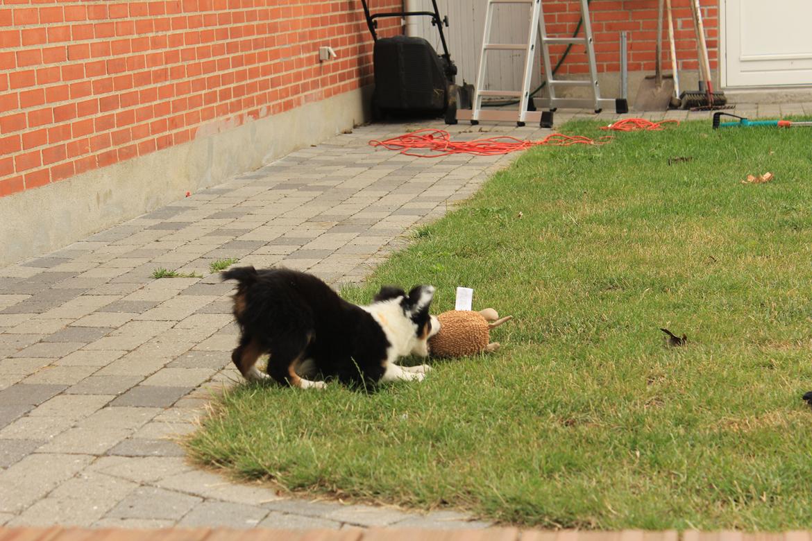 Australian shepherd Rosenlysts Black Velvet billede 14