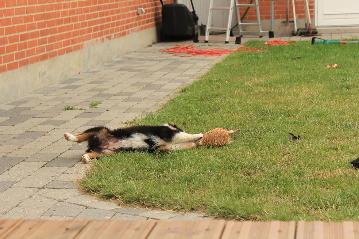 Australian shepherd Rosenlysts Black Velvet billede 15