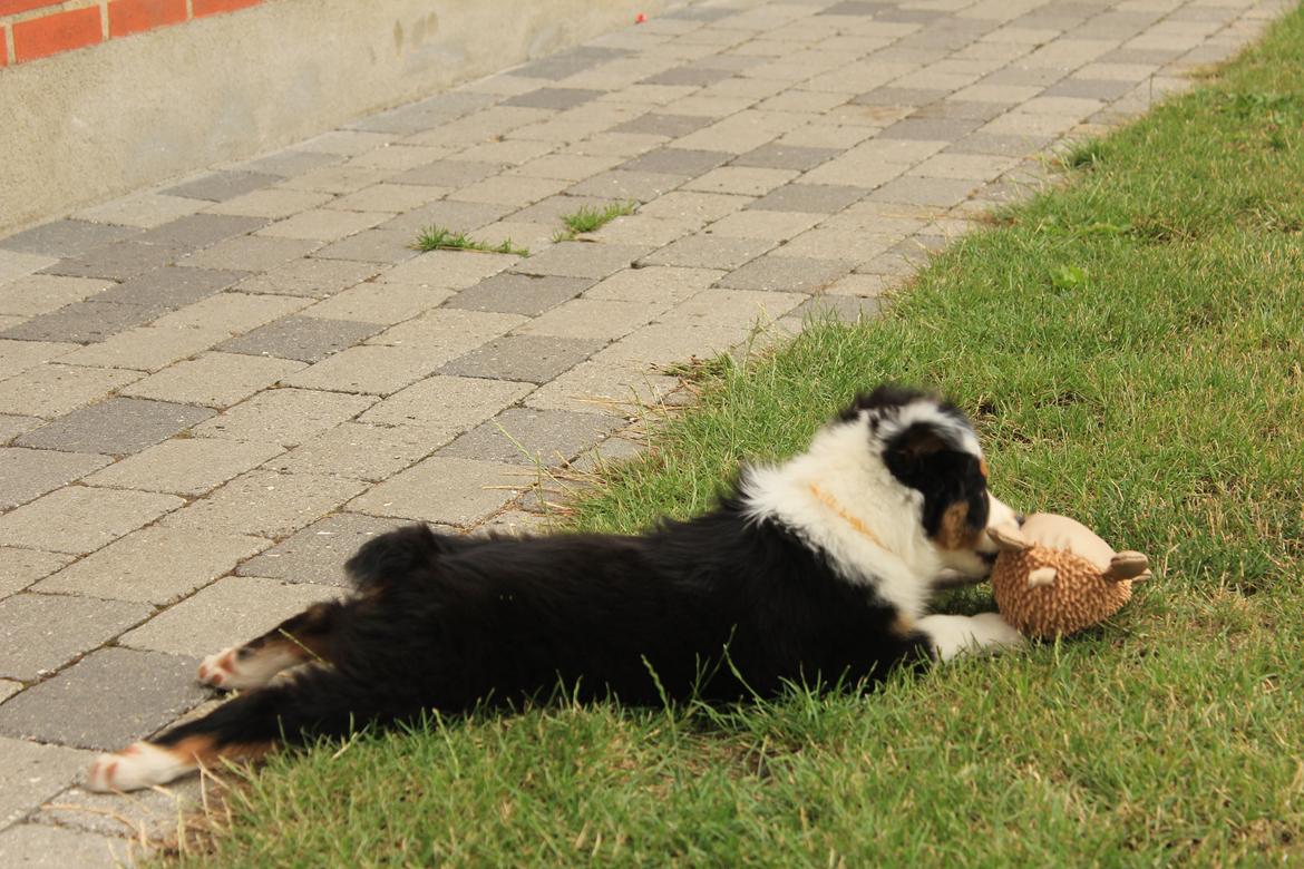 Australian shepherd Rosenlysts Black Velvet billede 16