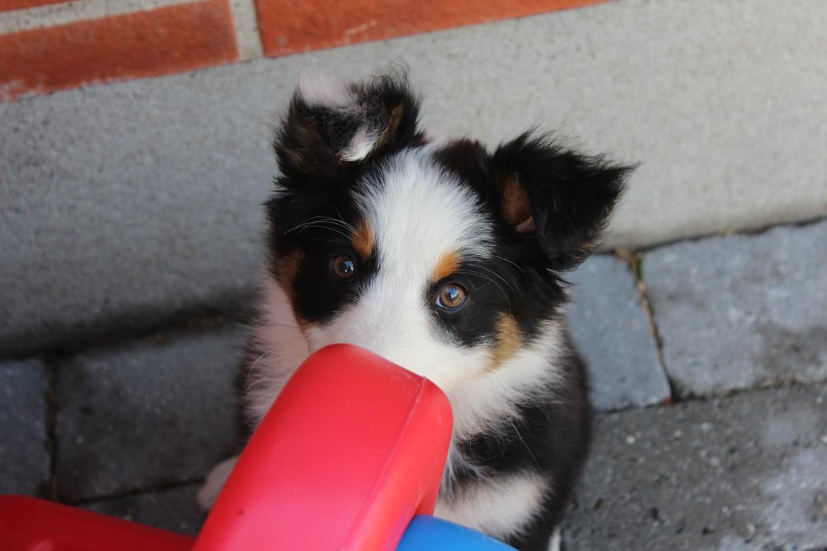 Australian shepherd Rosenlysts Black Velvet billede 4