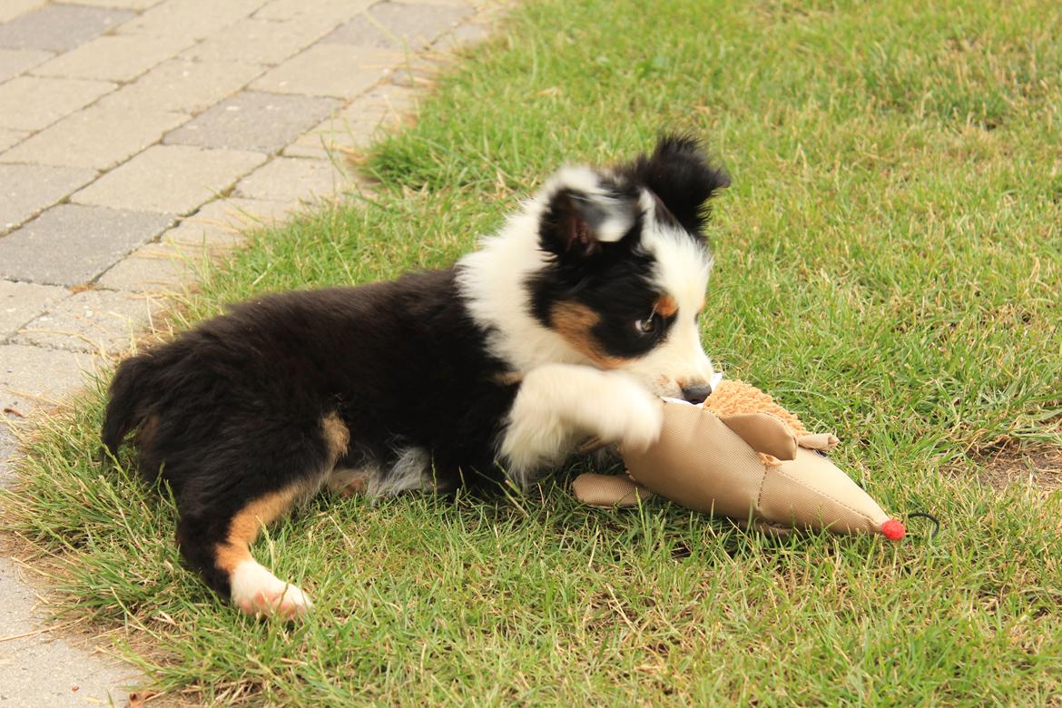 Australian shepherd Rosenlysts Black Velvet billede 18