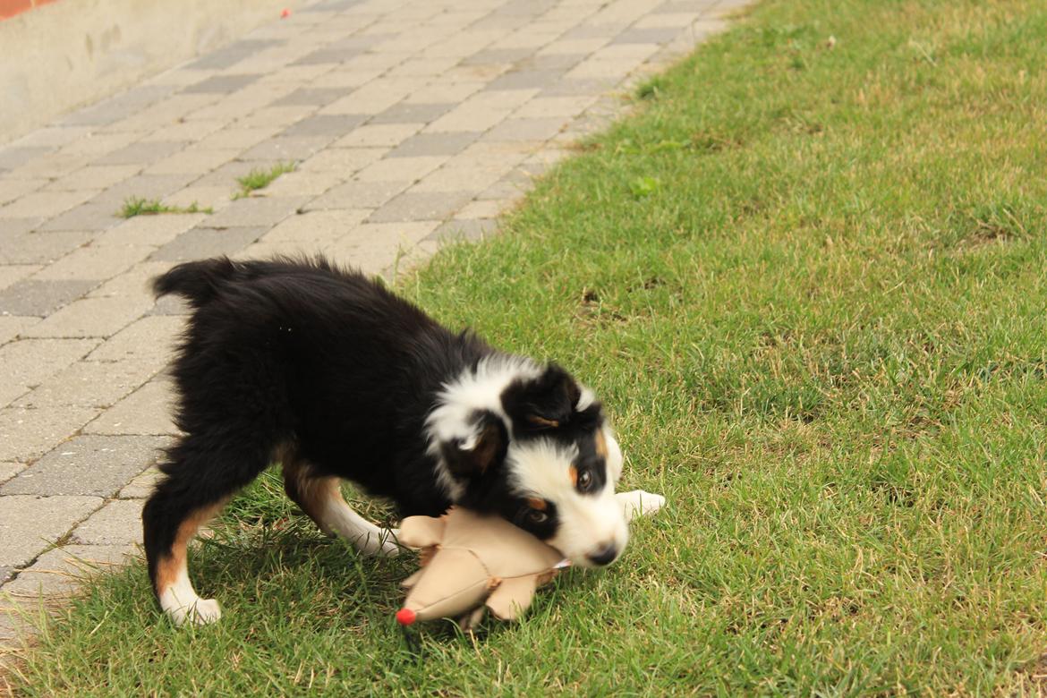 Australian shepherd Rosenlysts Black Velvet billede 17