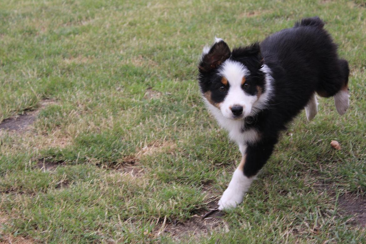 Australian shepherd Rosenlysts Black Velvet billede 20