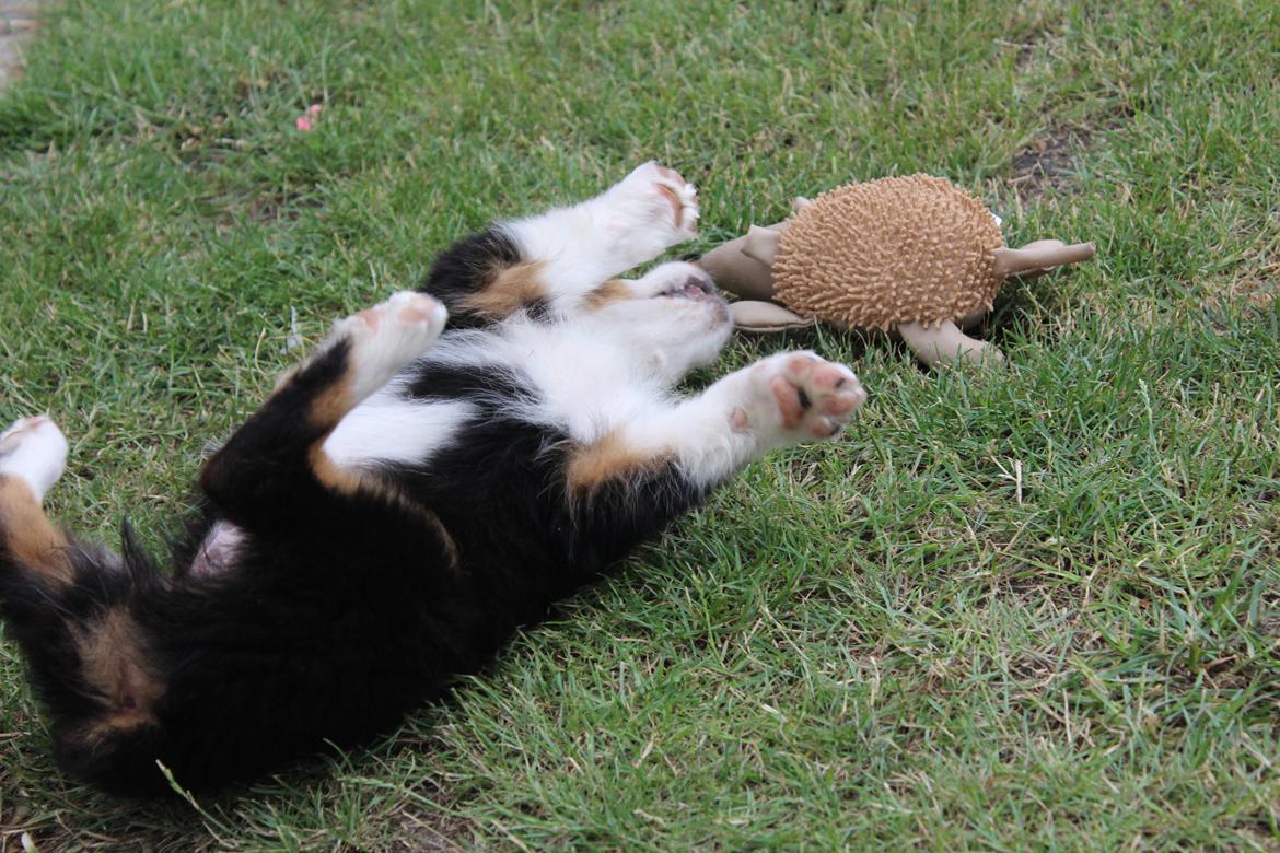 Australian shepherd Rosenlysts Black Velvet billede 19