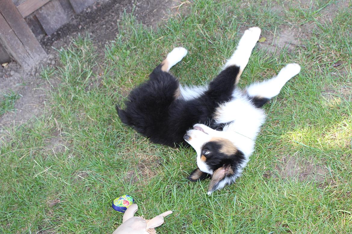 Australian shepherd Rosenlysts Black Velvet billede 22