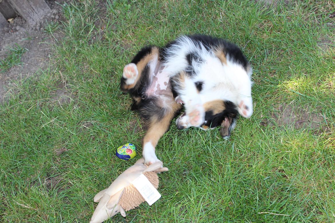 Australian shepherd Rosenlysts Black Velvet billede 21