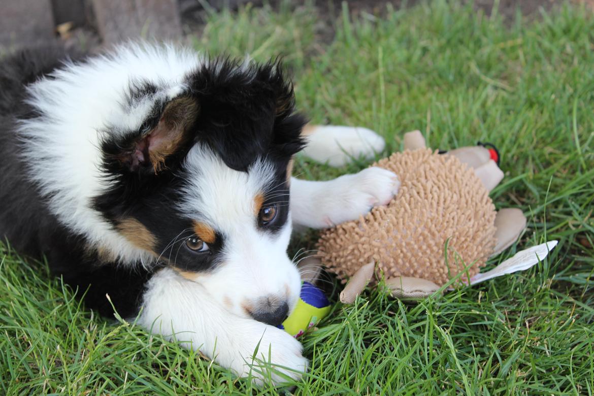 Australian shepherd Rosenlysts Black Velvet billede 23