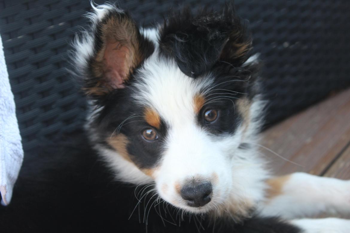 Australian shepherd Rosenlysts Black Velvet billede 2