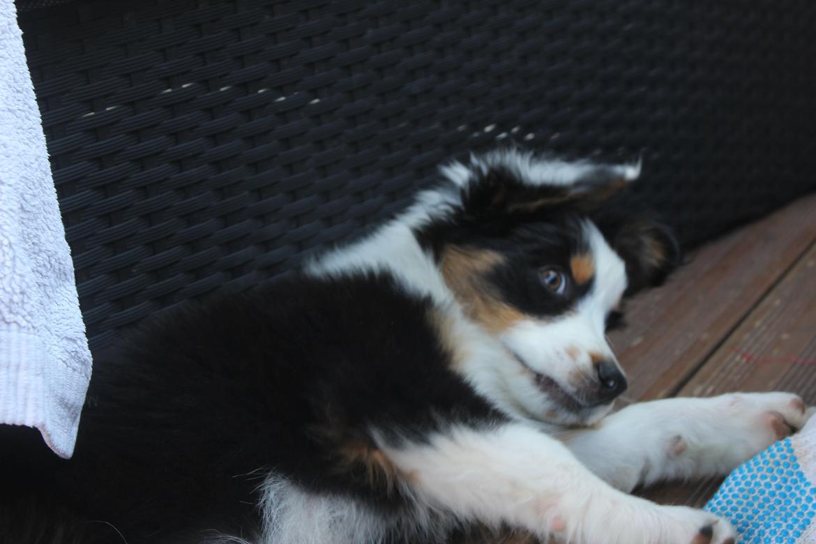 Australian shepherd Rosenlysts Black Velvet billede 24