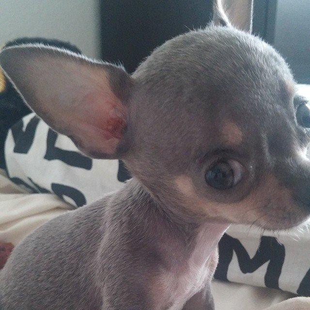 Chihuahua Aston billede 15