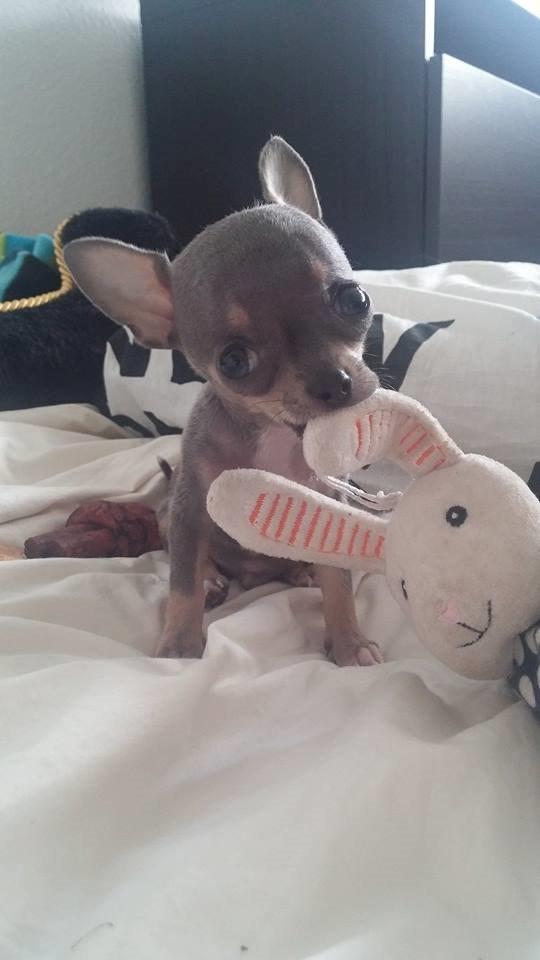 Chihuahua Aston billede 14