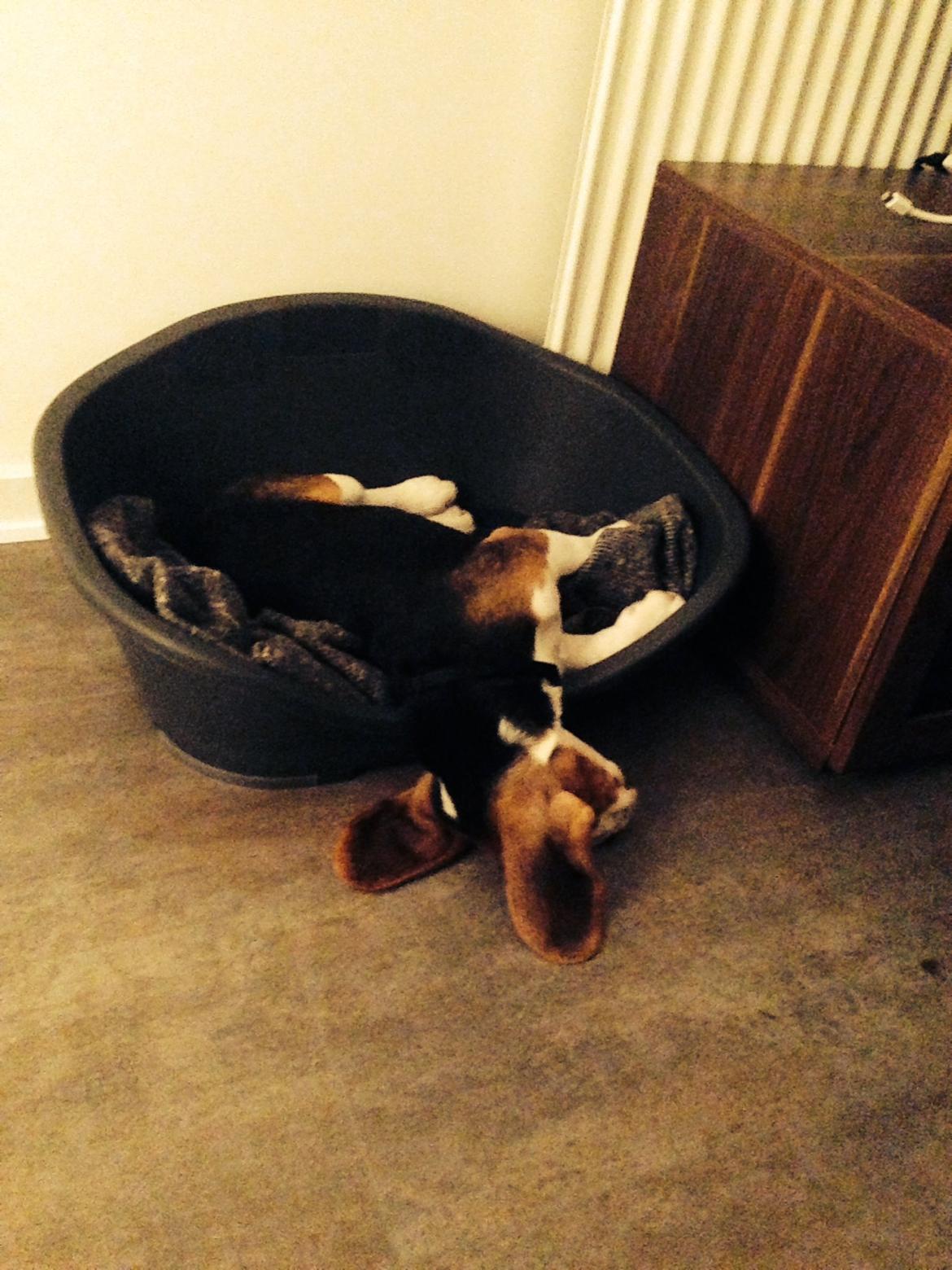 Beagle Holger billede 1