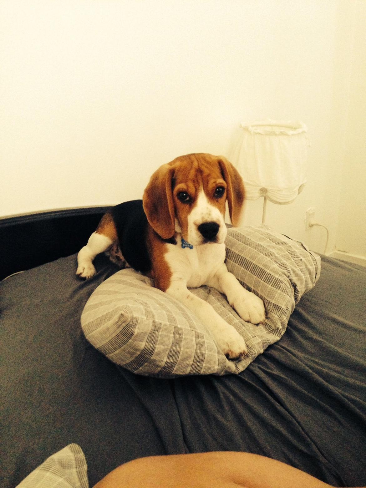 Beagle Holger billede 3