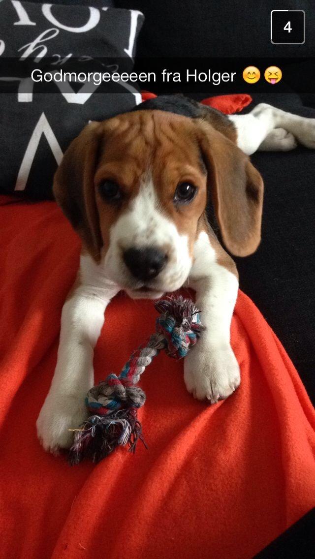 Beagle Holger billede 2