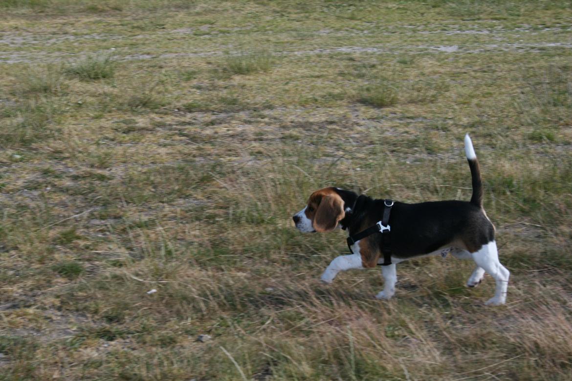 Beagle Holger billede 4