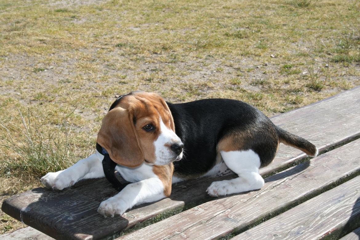 Beagle Holger billede 5