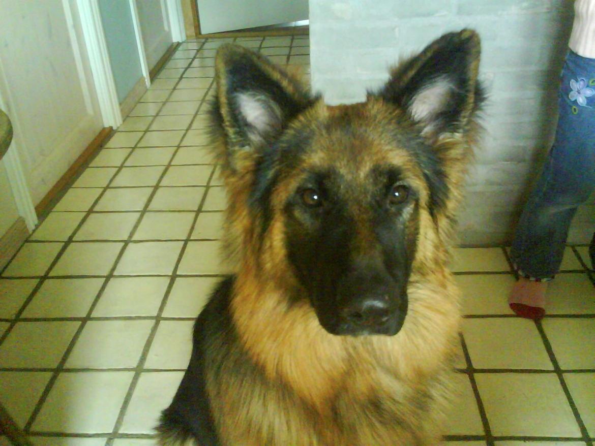 Schæferhund Freja billede 22