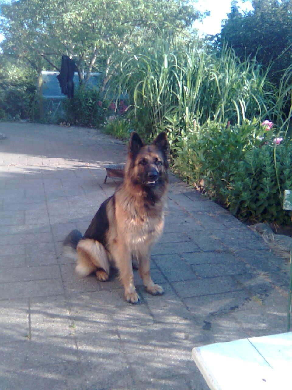 Schæferhund Freja billede 24