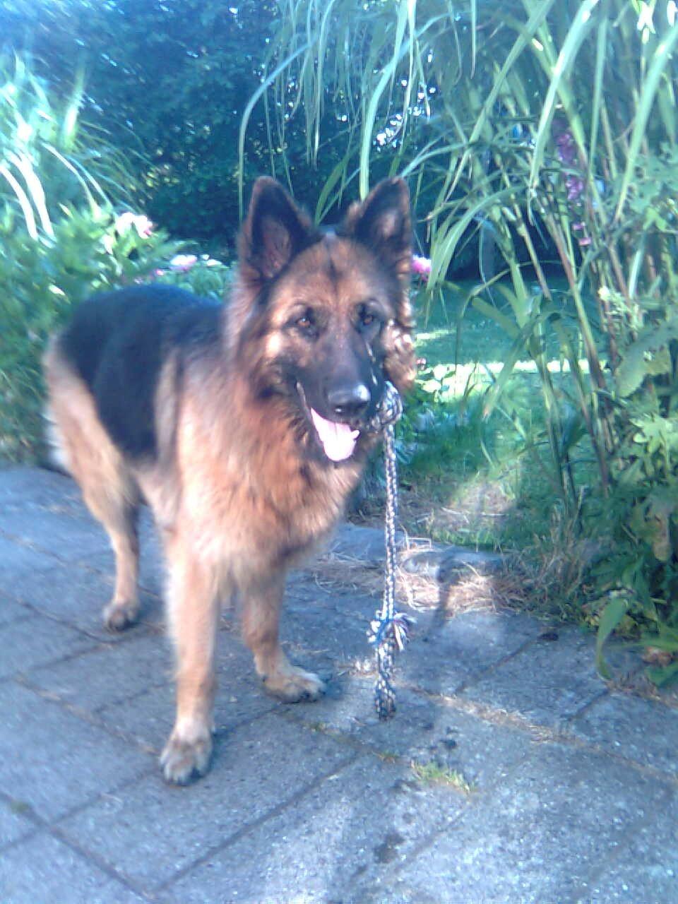 Schæferhund Freja billede 25