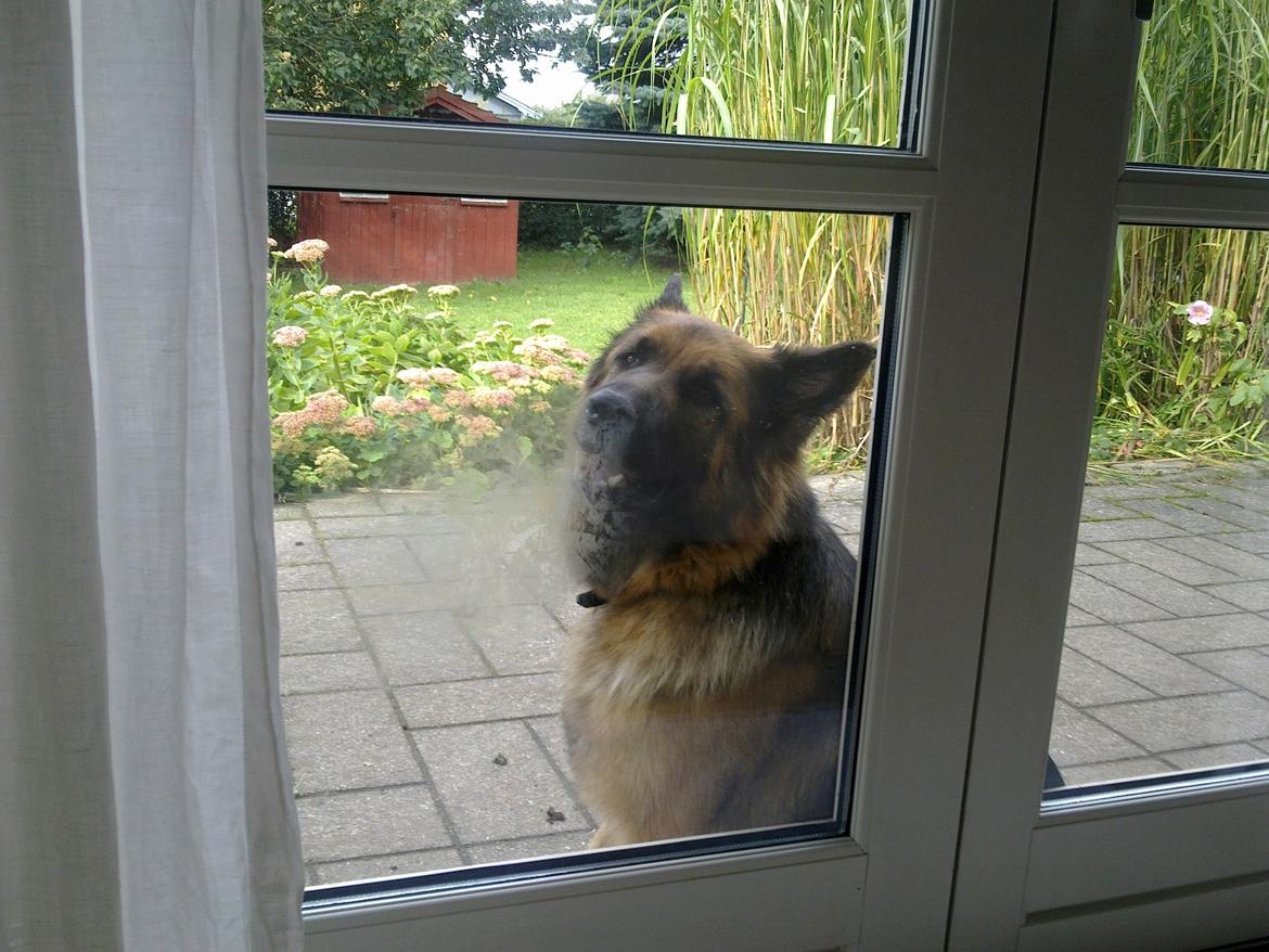 Schæferhund Freja billede 26