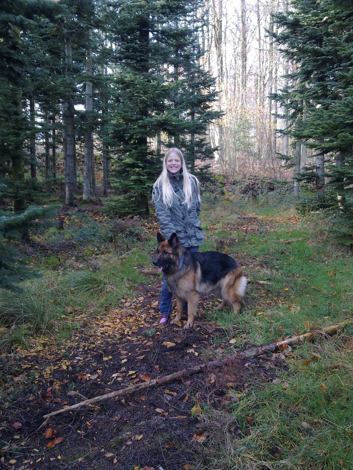 Schæferhund Freja billede 30