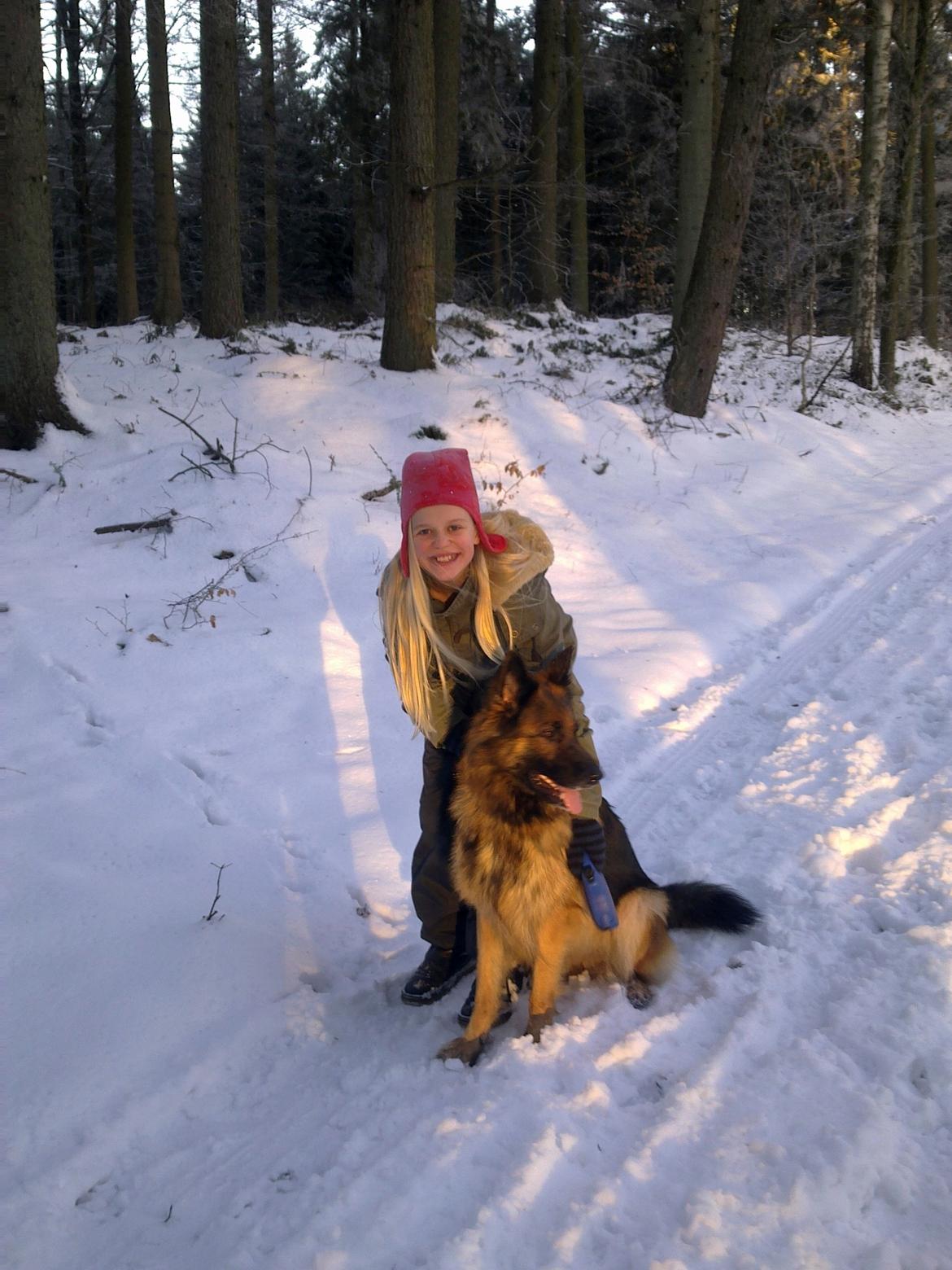 Schæferhund Freja billede 31