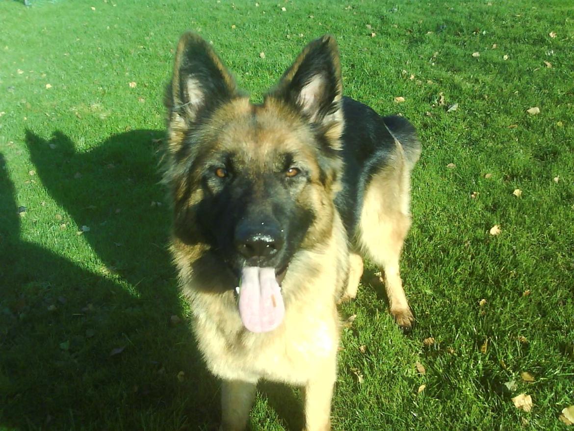 Schæferhund Freja billede 23