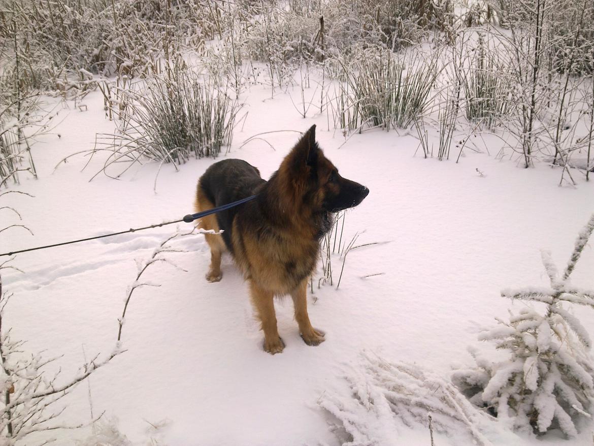 Schæferhund Freja billede 33