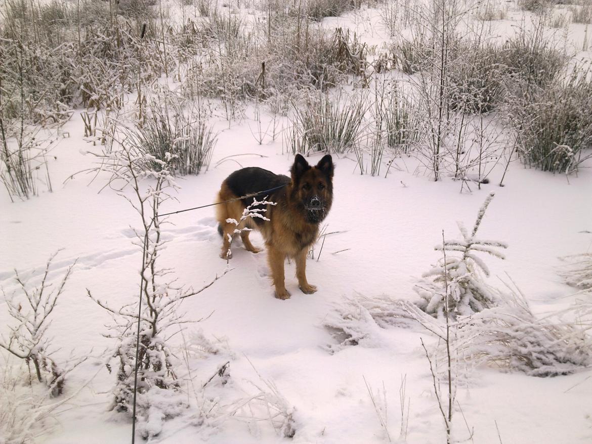 Schæferhund Freja billede 32