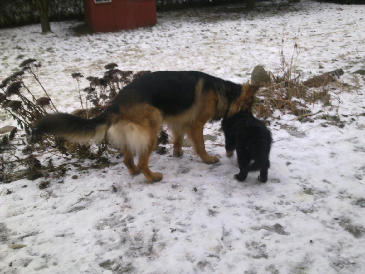 Schæferhund Freja billede 34