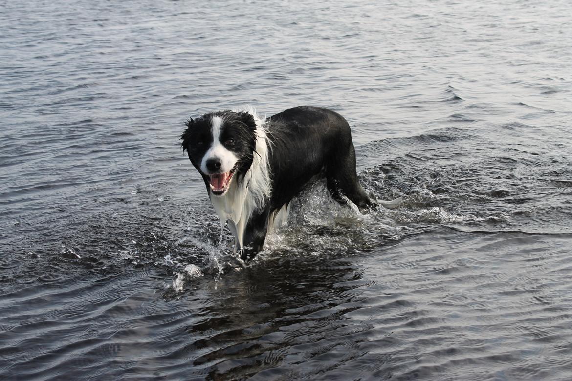 Border collie Ziyan billede 12