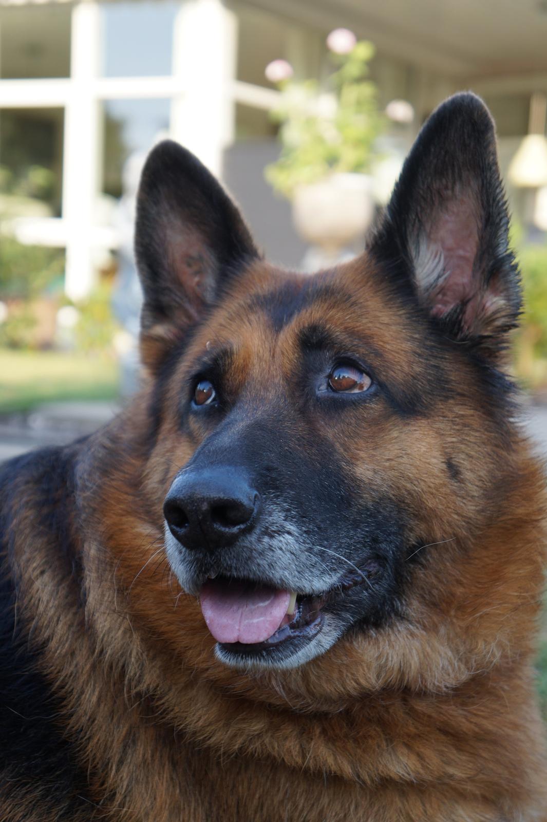 Schæferhund Busjæcks Chili Be Sharp (himmelhund) - ''Går du nu mor?'' billede 7