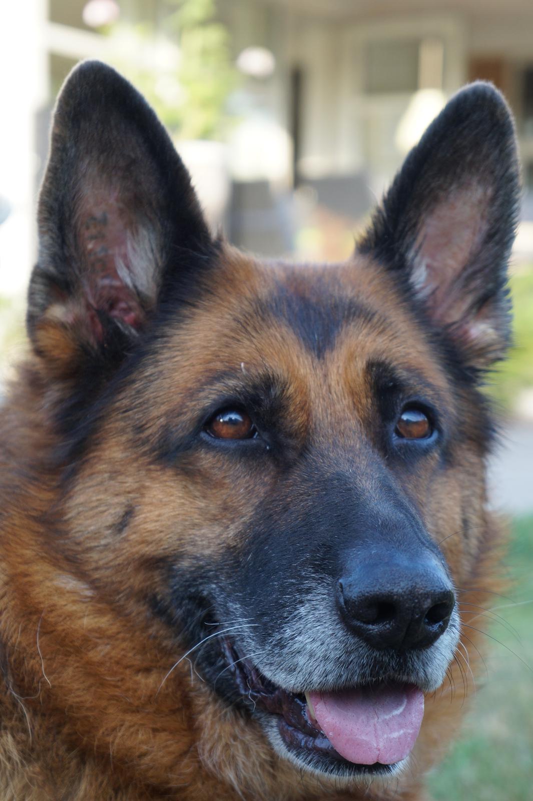 Schæferhund Busjæcks Chili Be Sharp (himmelhund) - Store flotte brune øjne billede 9