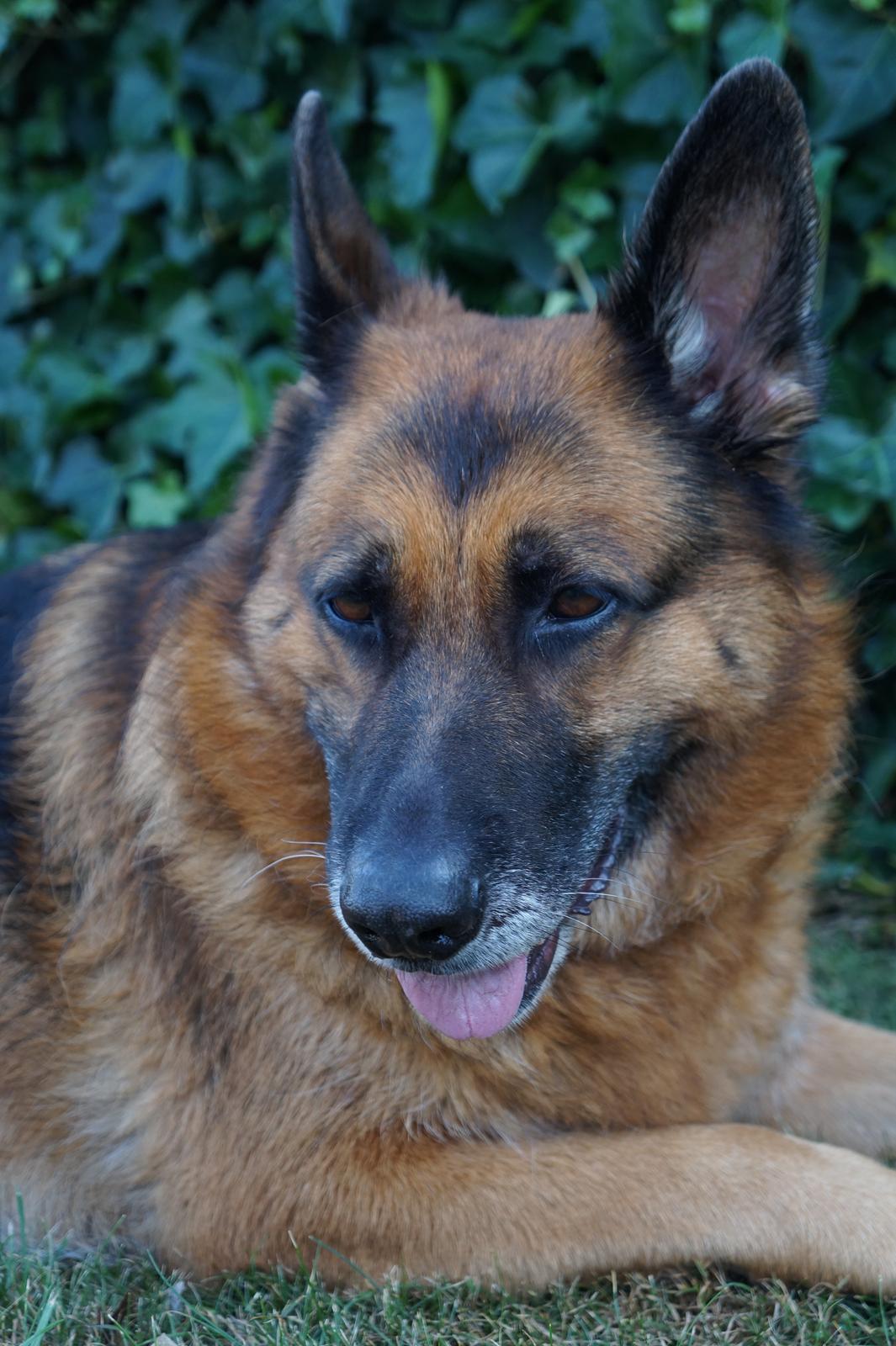 Schæferhund Busjæcks Chili Be Sharp (himmelhund) - :-* billede 11