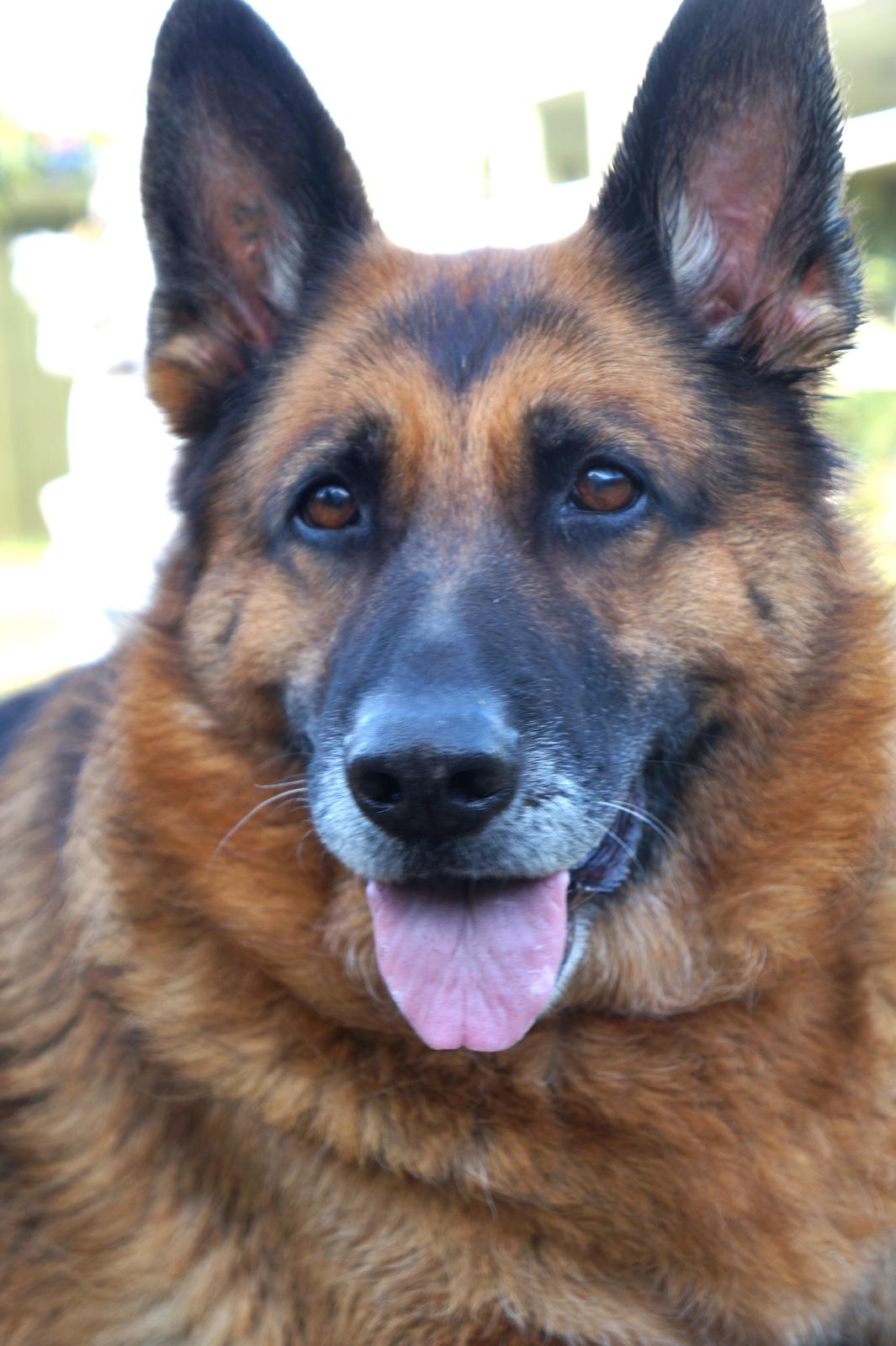 Schæferhund Busjæcks Chili Be Sharp (himmelhund) - :-) billede 2