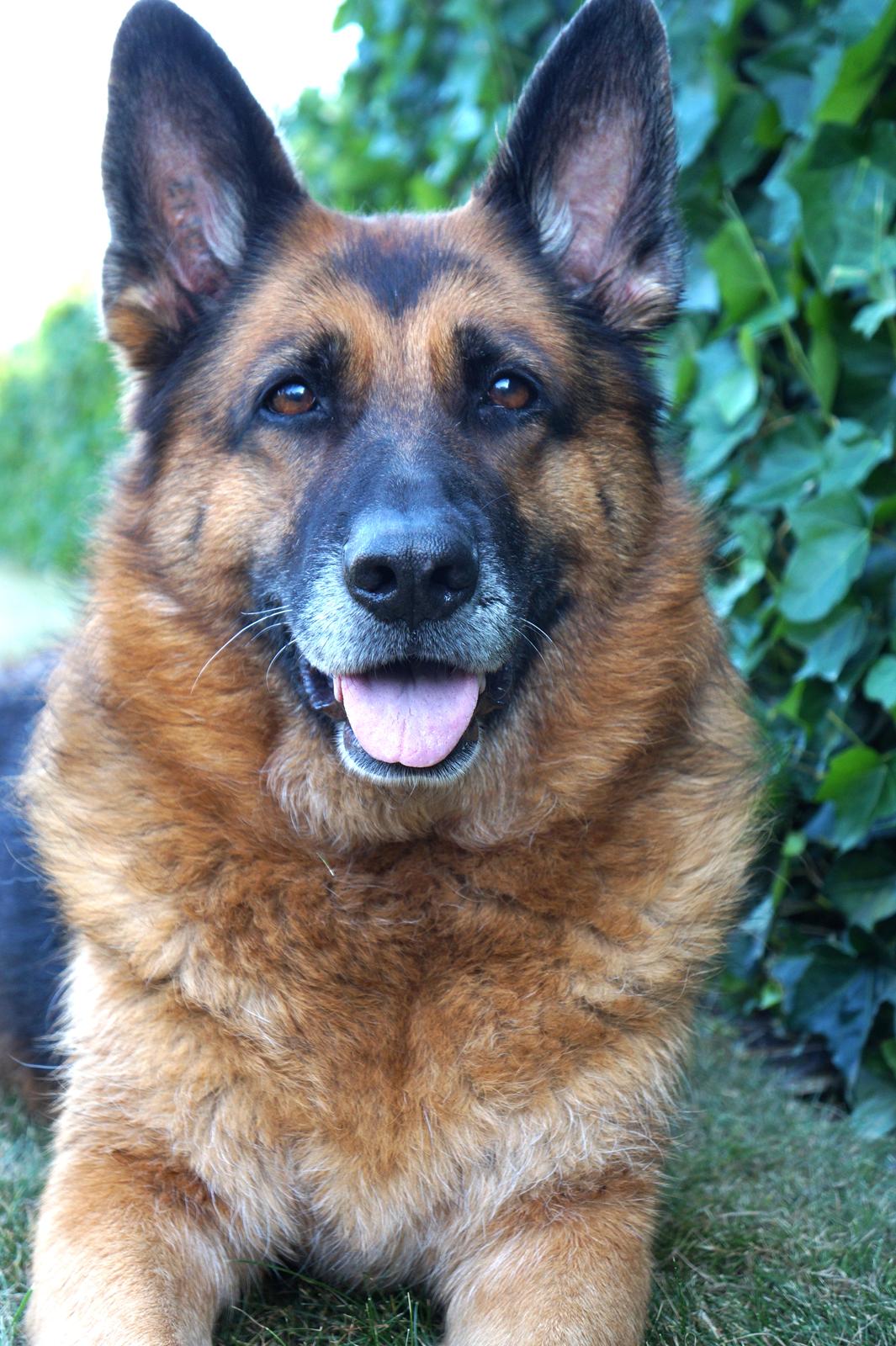 Schæferhund Busjæcks Chili Be Sharp (himmelhund) - ''Kigger efter mor, som altid. Hun må jo ikke komme for langt væk!!'' billede 6