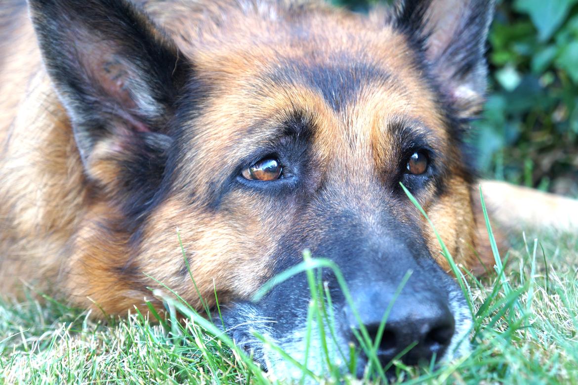 Schæferhund Busjæcks Chili Be Sharp (himmelhund) - ''Er i allerede færdige med at kigge på mig? Øv altså'' billede 12