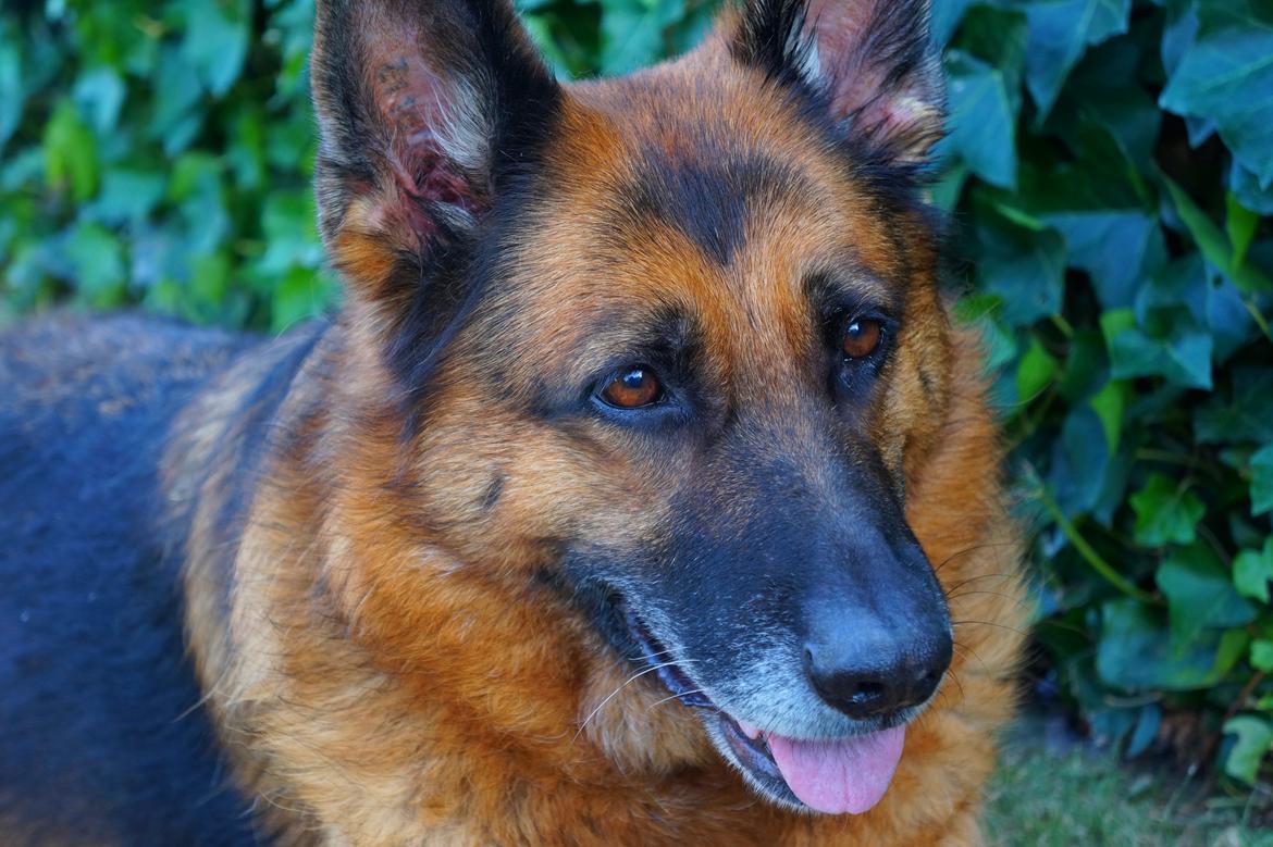 Schæferhund Busjæcks Chili Be Sharp (himmelhund) - Smukke Chili billede 5