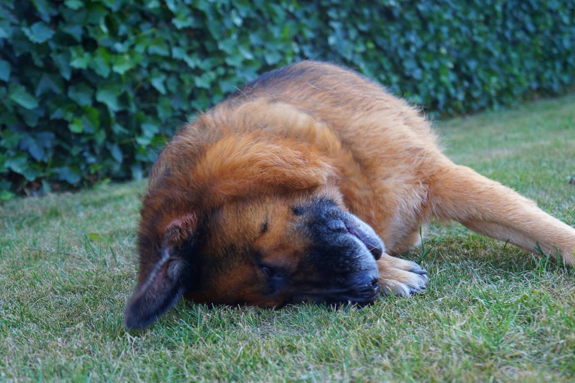 Schæferhund Busjæcks Chili Be Sharp (himmelhund) - Skøre hund! Selvom man er gammel, betyder det da ikke man ikke kan opføre sig som en hvalp.  billede 4