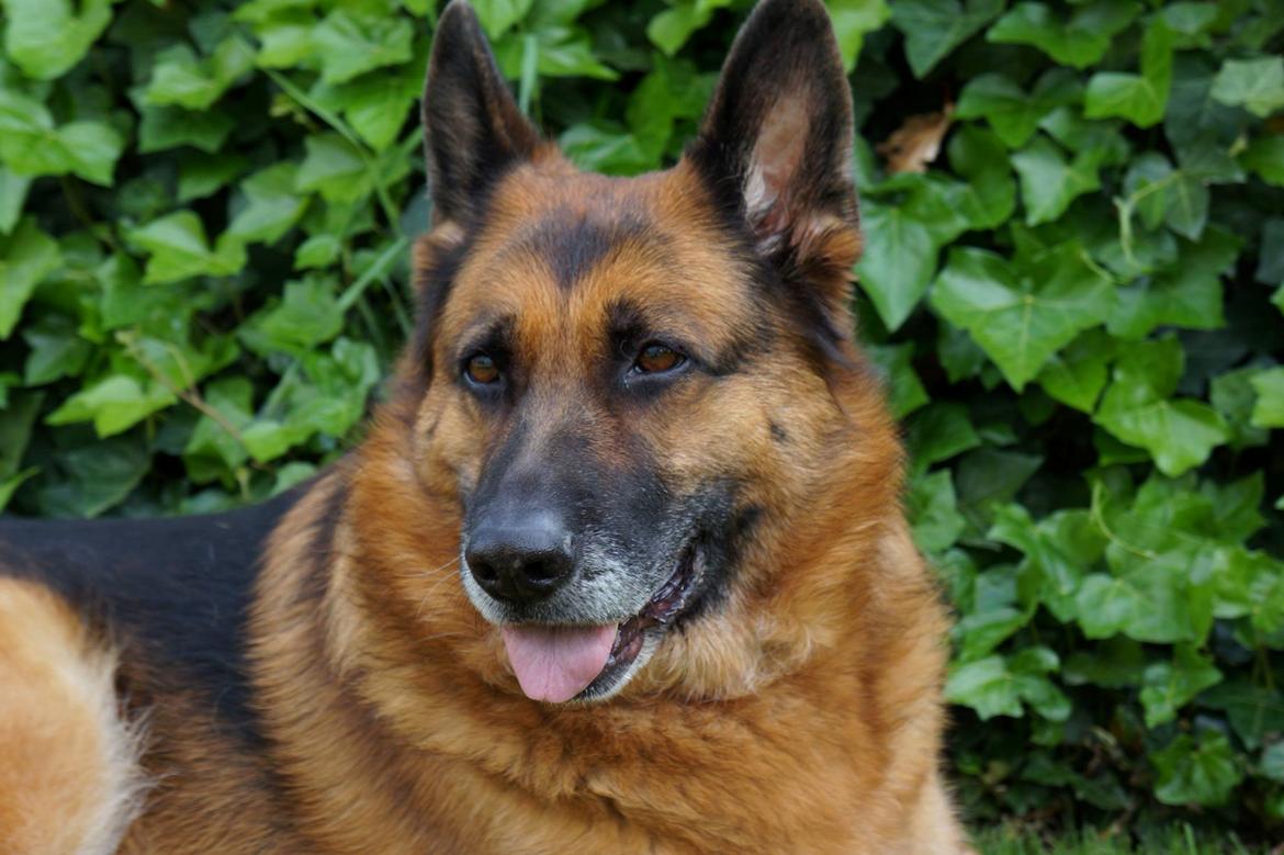 Schæferhund Busjæcks Chili Be Sharp (himmelhund) - Smukkeste farver billede 3