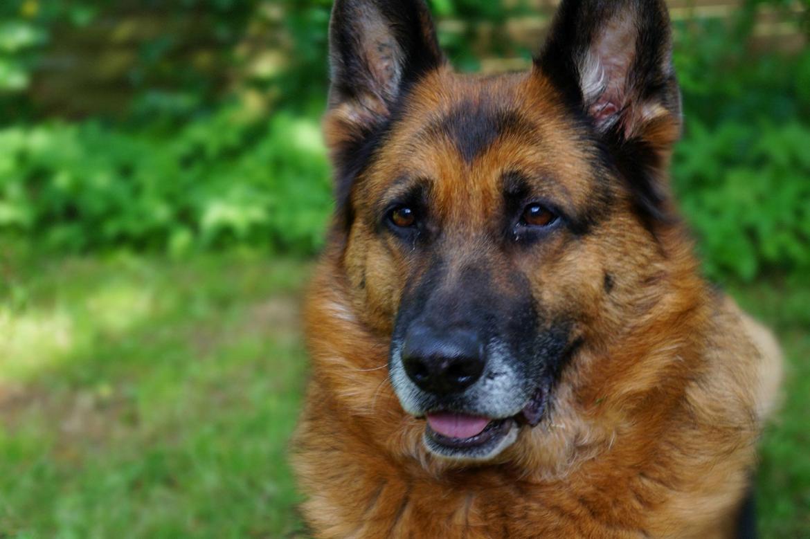 Schæferhund Busjæcks Chili Be Sharp (himmelhund) - Velkommen til Chili's profil! billede 1