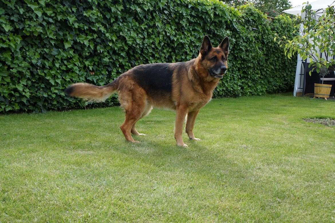 Schæferhund Busjæcks Chili Be Sharp (himmelhund) - <3 billede 8