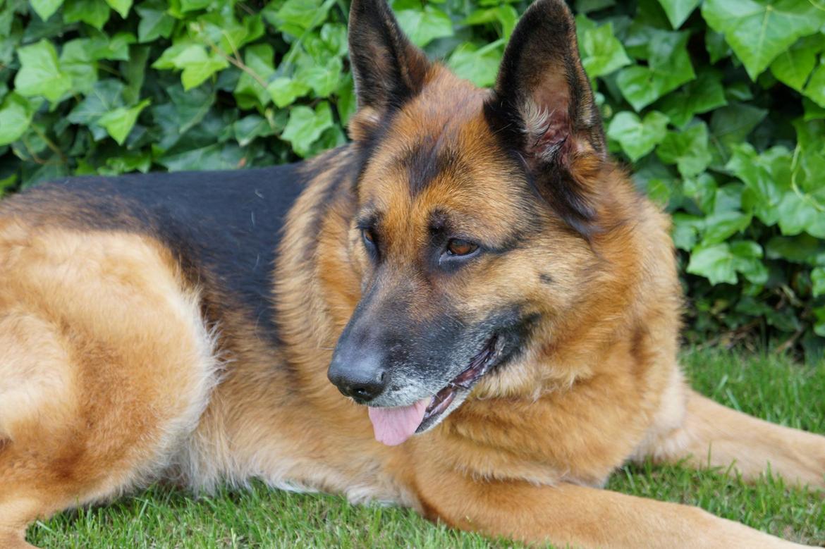 Schæferhund Busjæcks Chili Be Sharp (himmelhund) - <3<3 billede 10