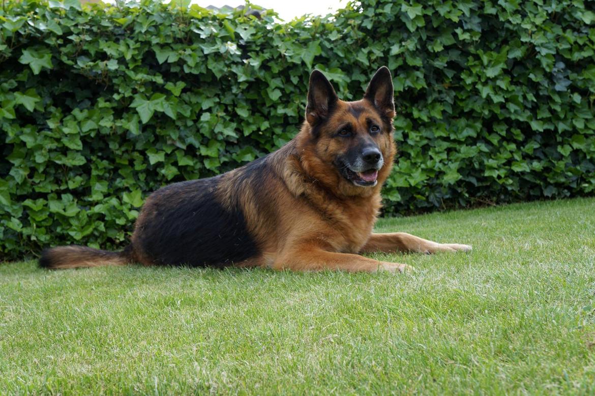 Schæferhund Busjæcks Chili Be Sharp (himmelhund) billede 13