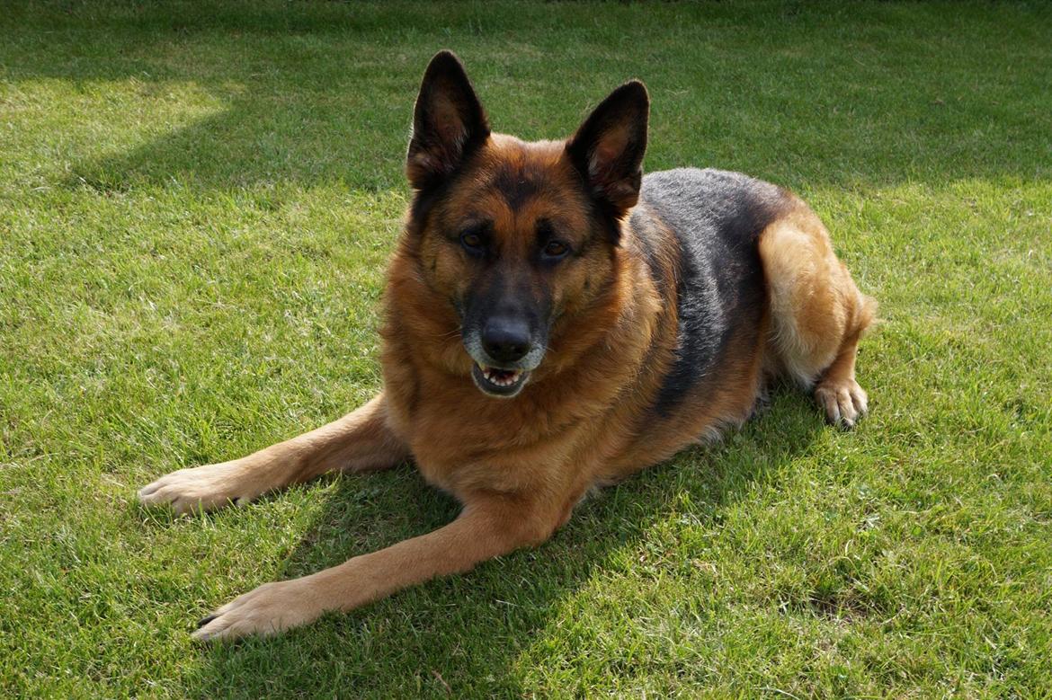 Schæferhund Busjæcks Chili Be Sharp (himmelhund) billede 14