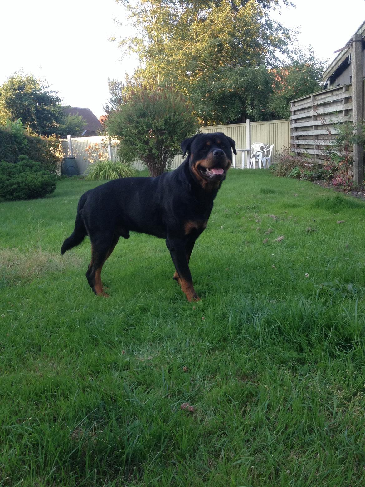 Rottweiler Anton billede 14